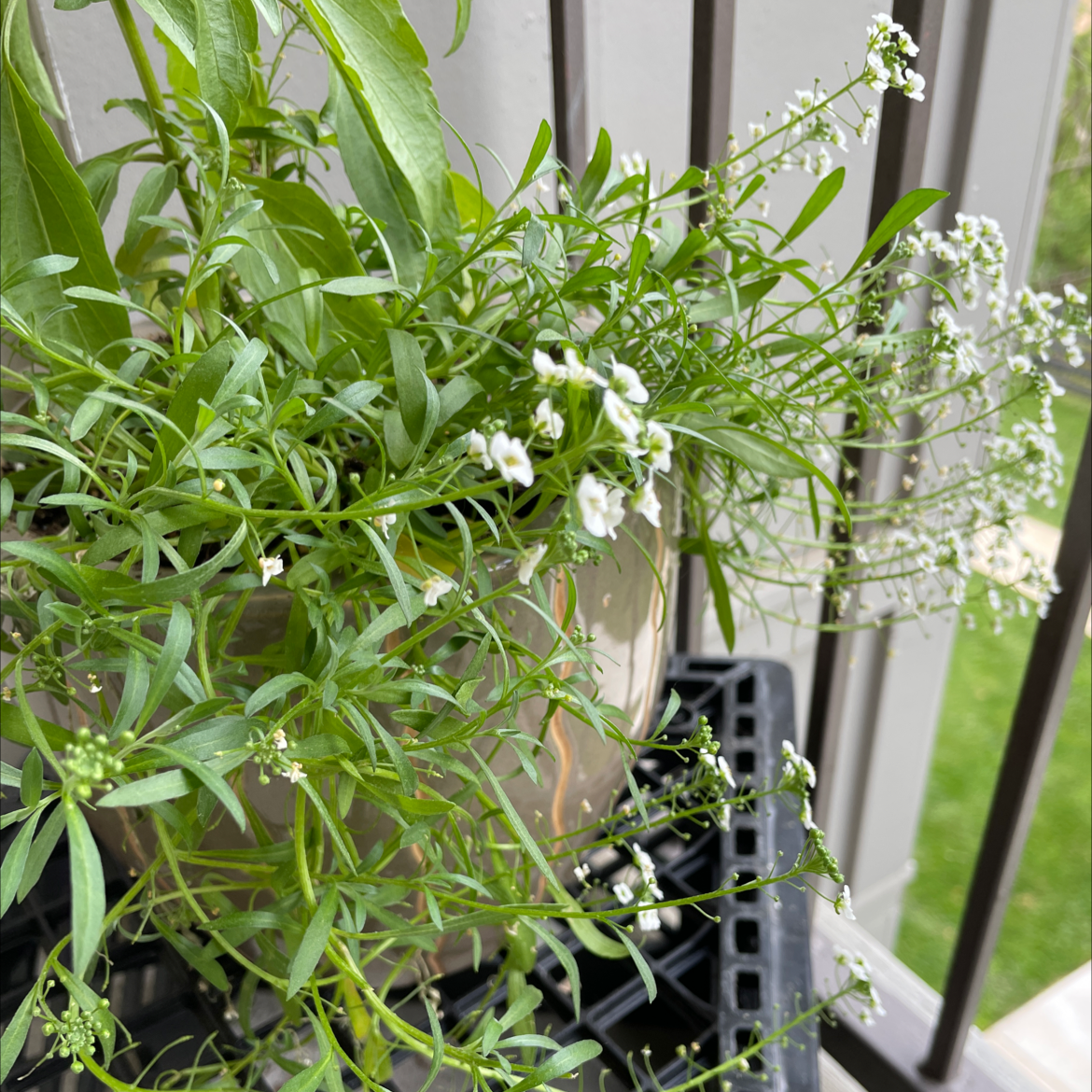 Potted sweet alyssum plant with abundant white blooms on thin green stems, growing healthily in a black plastic pot.