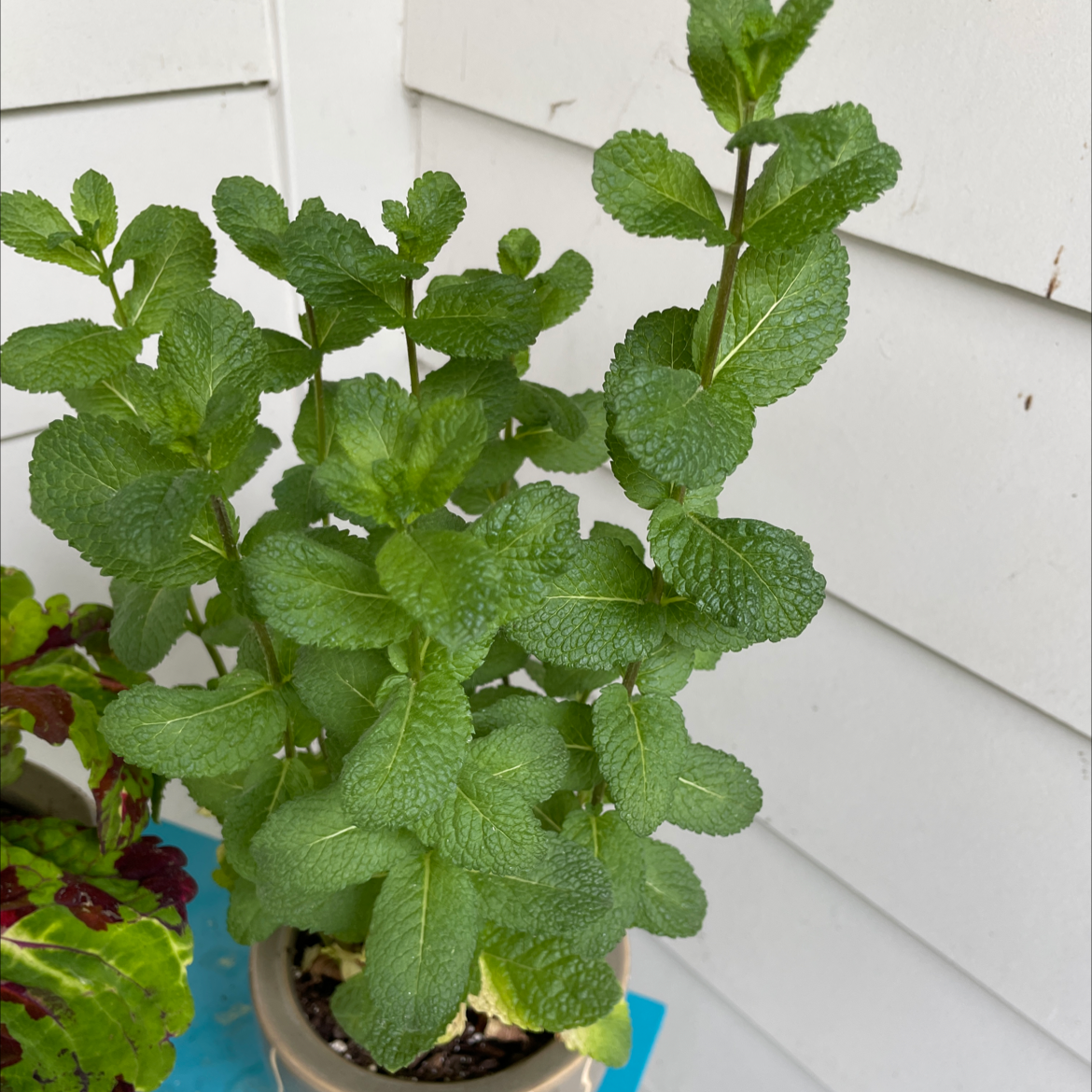 Healthy Apple Mint plant with vibrant green leaves in a pot.