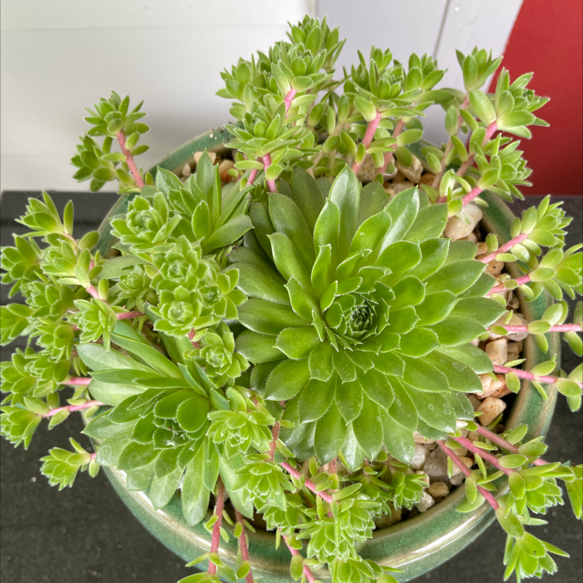 Healthy 'Violet Queen Hens and Chicks' plant in a pot with pebbles.