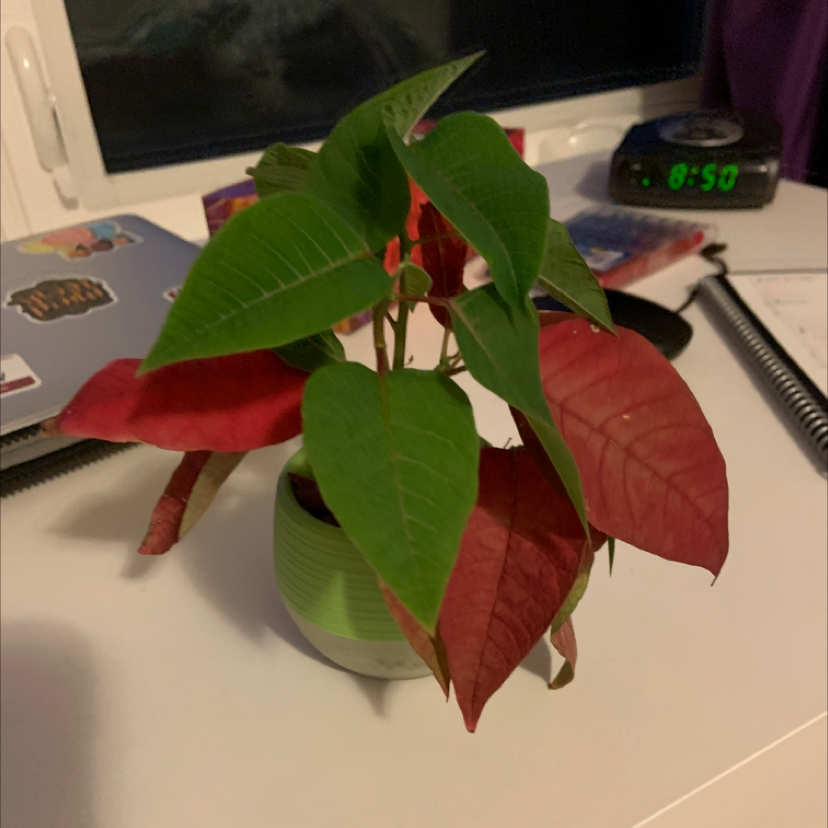 Photo of the plant species Poinsettia by @emiliefry named Cleoplantra on Greg, the plant care app
