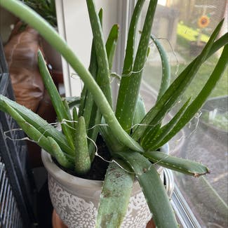 Aloe vera plant in Boise, Idaho