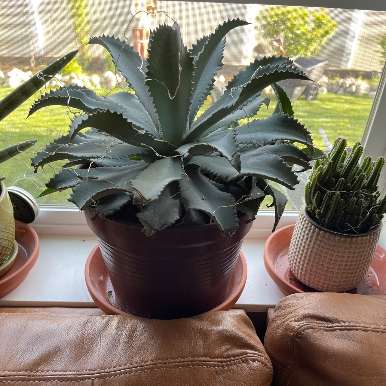 Butterfly Agave plant in a pot on a windowsill, surrounded by other potted plants.