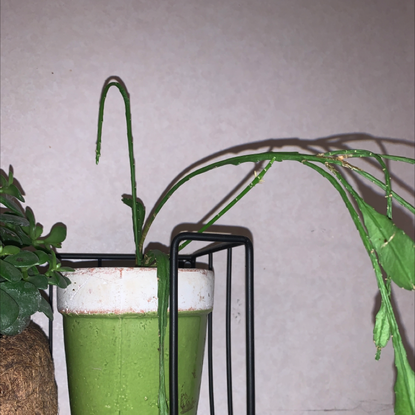 Photo of the plant species Mistletoe Cactus by @courtneyb named Rhipsalis on Greg, the plant care app