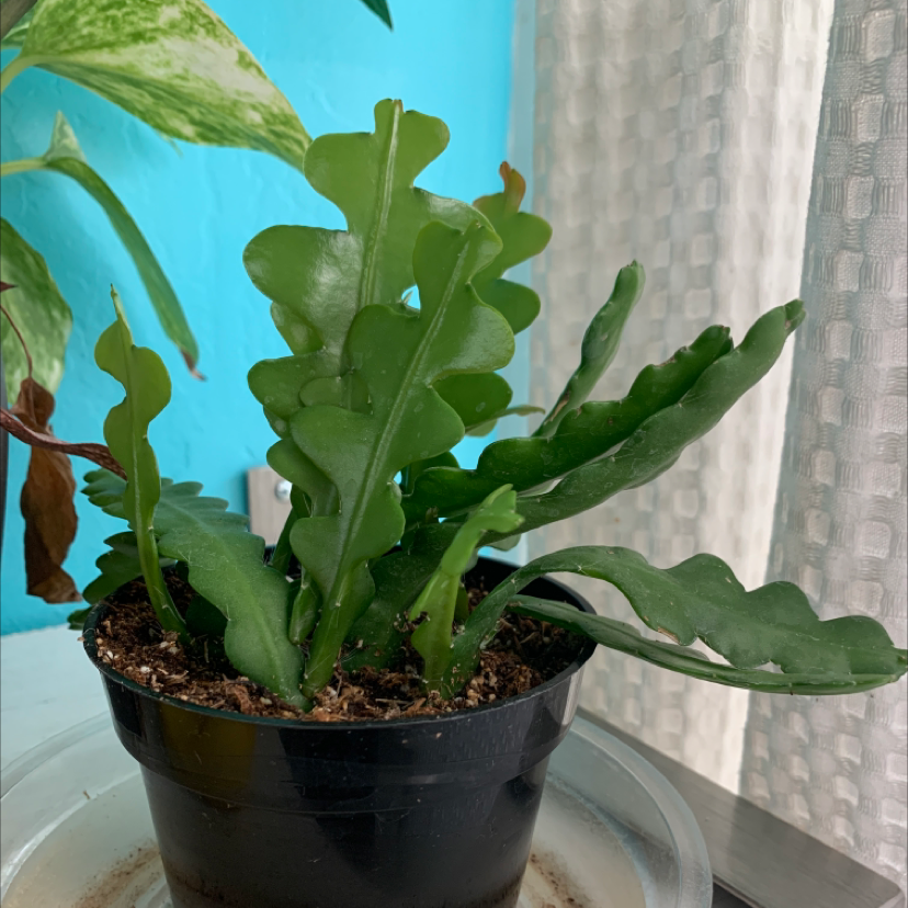 Dutchman's Pipe Cactus in a black pot with green, wavy leaves. Background includes another plant and a curtain.
