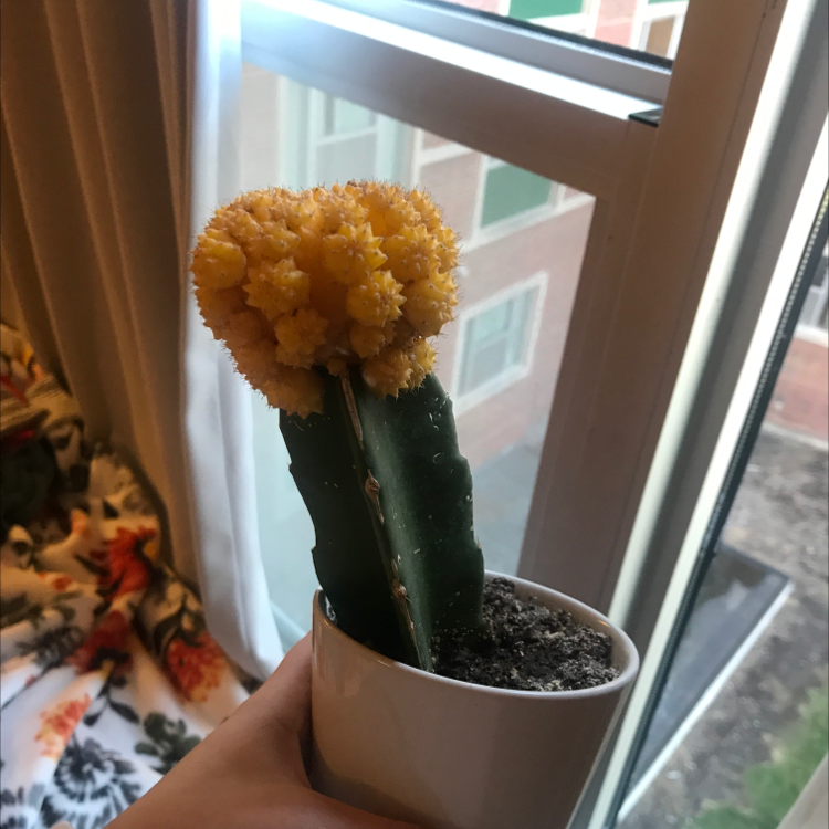 Moon Cactus held by a hand near a window, with visible soil in the pot.
