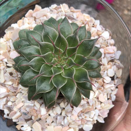 Photo of the plant species Sempervivum calcareum by @Lbolton03 named Aragog on Greg, the plant care app