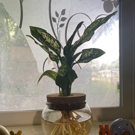Photo of the plant species Aglaonema by Ashient named Rainier on Greg, the plant care app