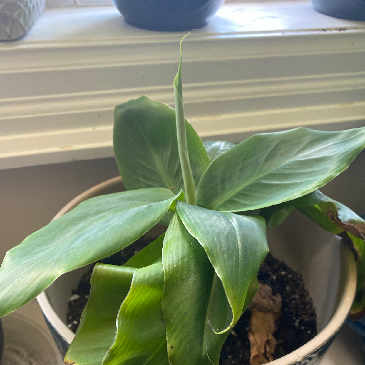 Potted Dwarf Banana plant with broad green leaves and some browning edges.