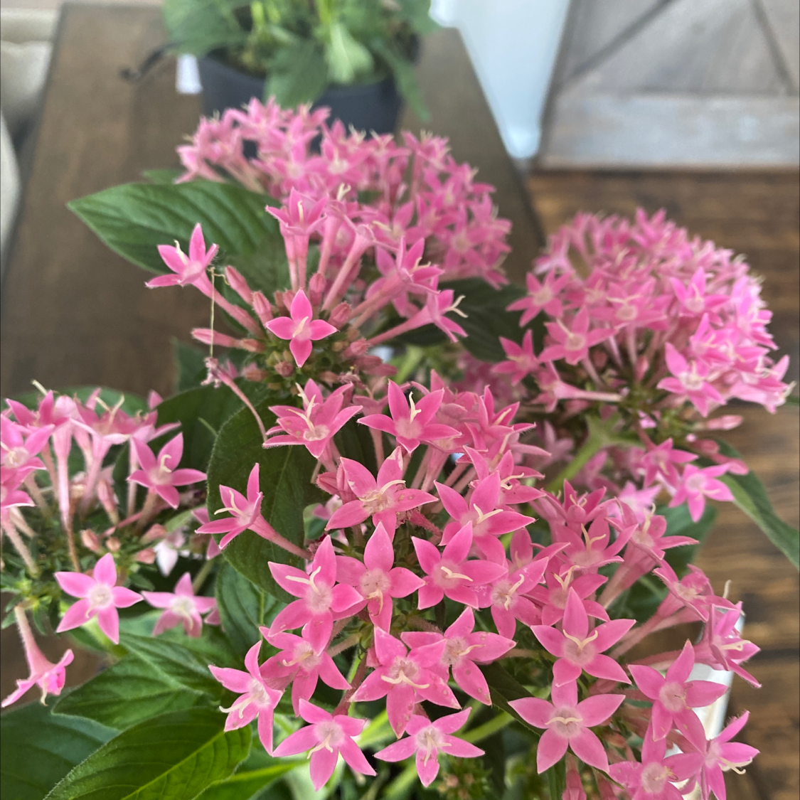 Egyptian Starcluster plant with vibrant pink flowers and healthy green leaves.