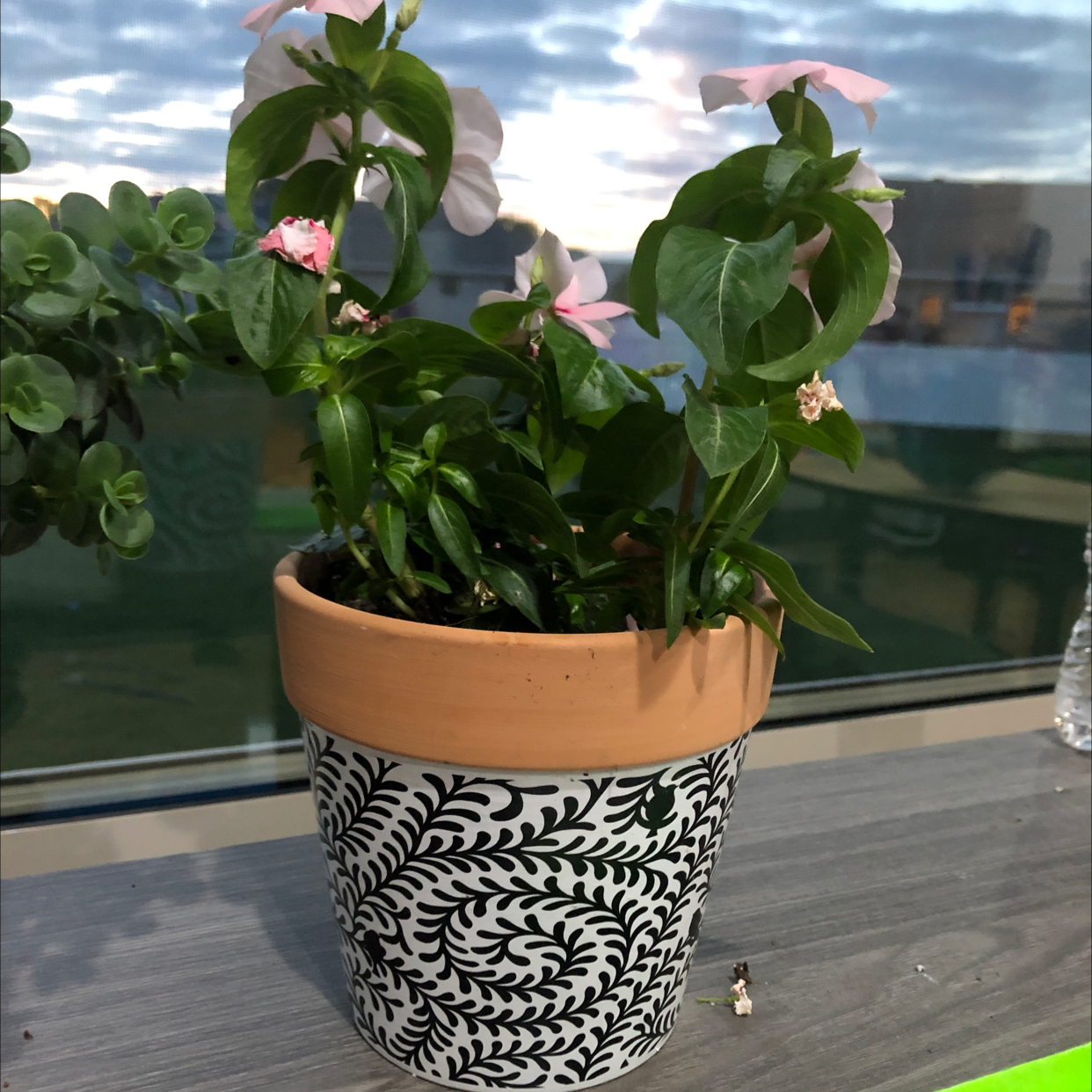 Potted Bright Eyes plant with pink flowers in a decorative pot near a window.