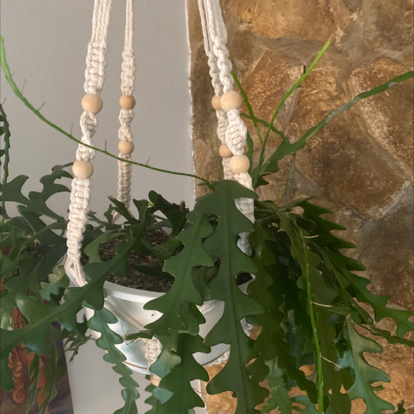 Fishbone Cactus in a hanging pot with vibrant green leaves.