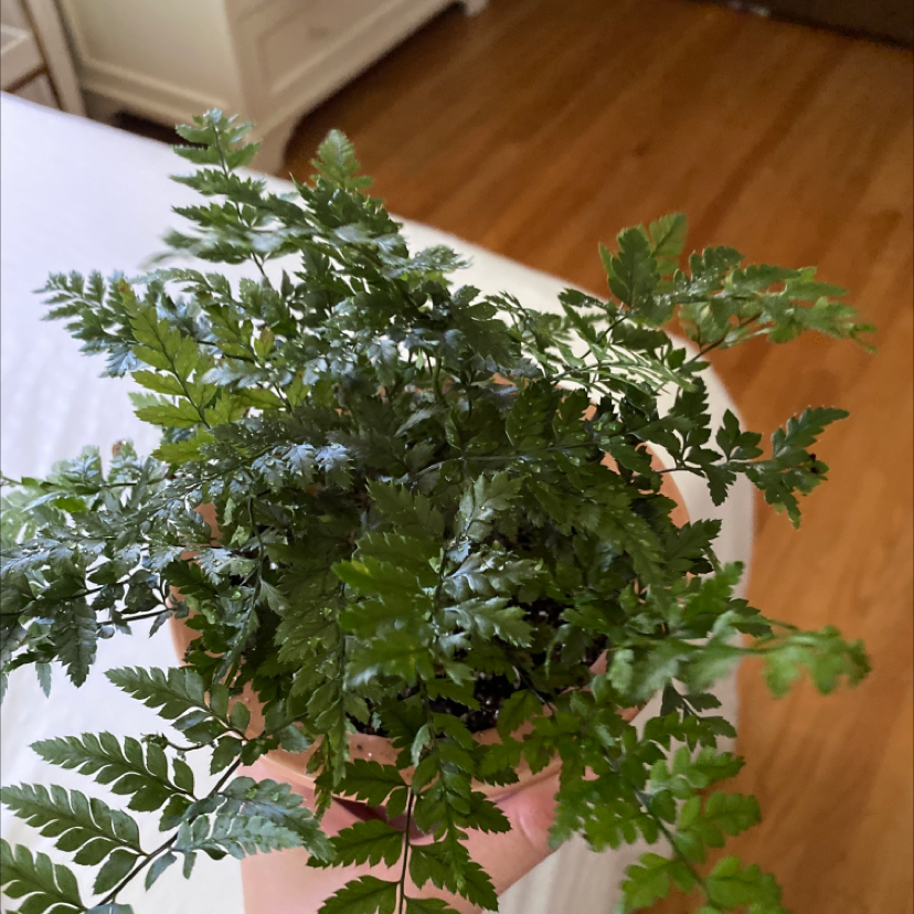 Photo of the plant species Rumohra Adiantiformis by @mayajones1919 named Cleopatra on Greg, the plant care app