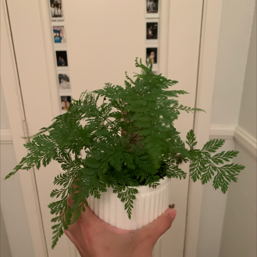 Photo of the plant species Irish Spleenwort by Rylie named Black Rabbits Foot Fern on Greg, the plant care app