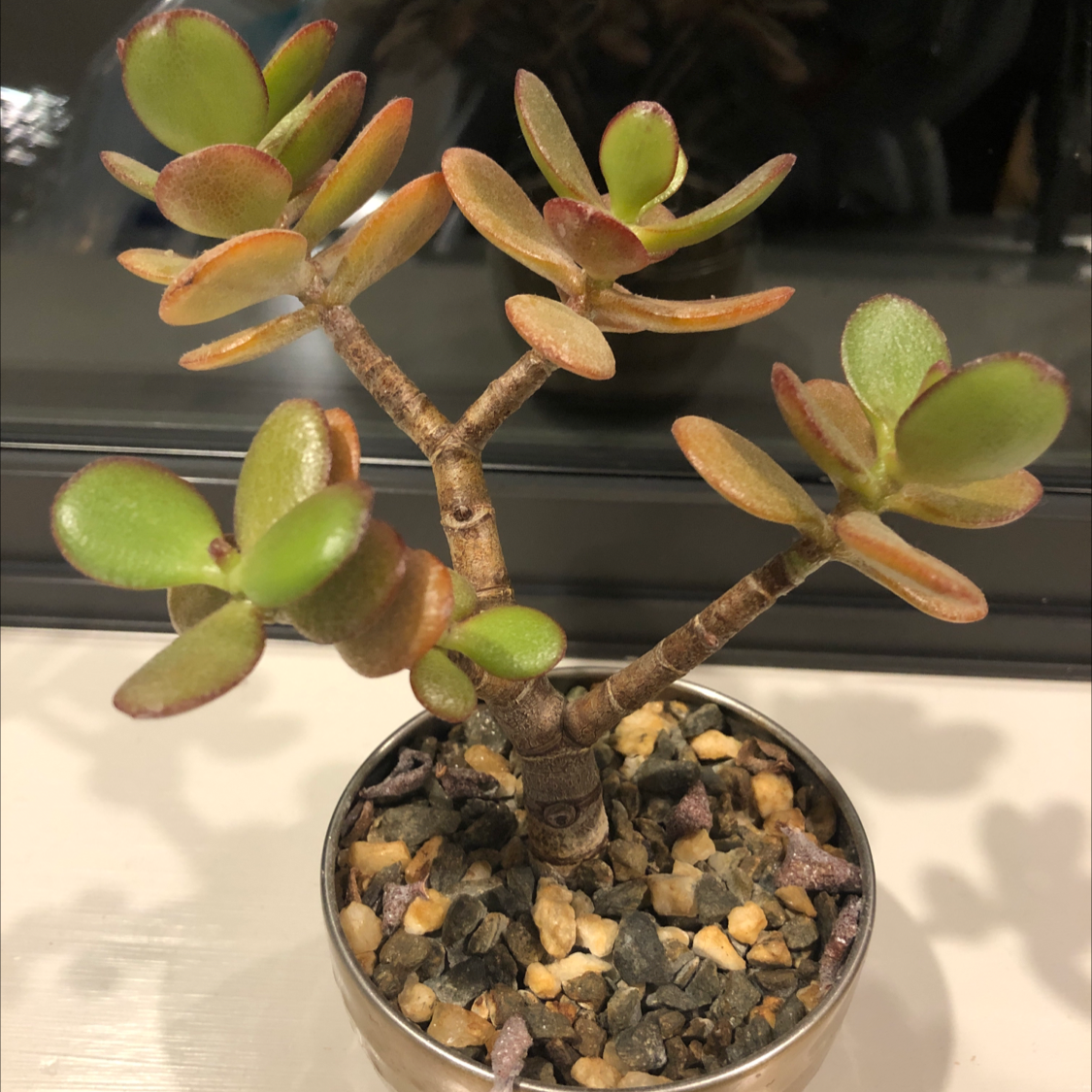 Lucky Plant plant photo by @ashleighjdoran named Baby J on Greg, the plant care app.