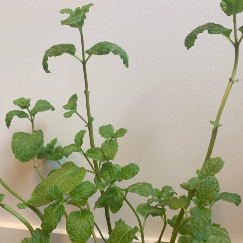 Photo of the plant species Moroccan Mint by @PlumpysMom666 named Timotheé on Greg, the plant care app