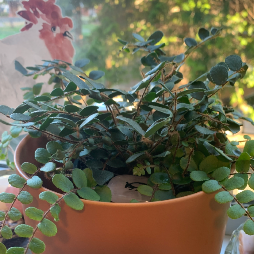 Photo of the plant species Pellaea rotundifolia by @PlumpysMom666 named Tabitha on Greg, the plant care app