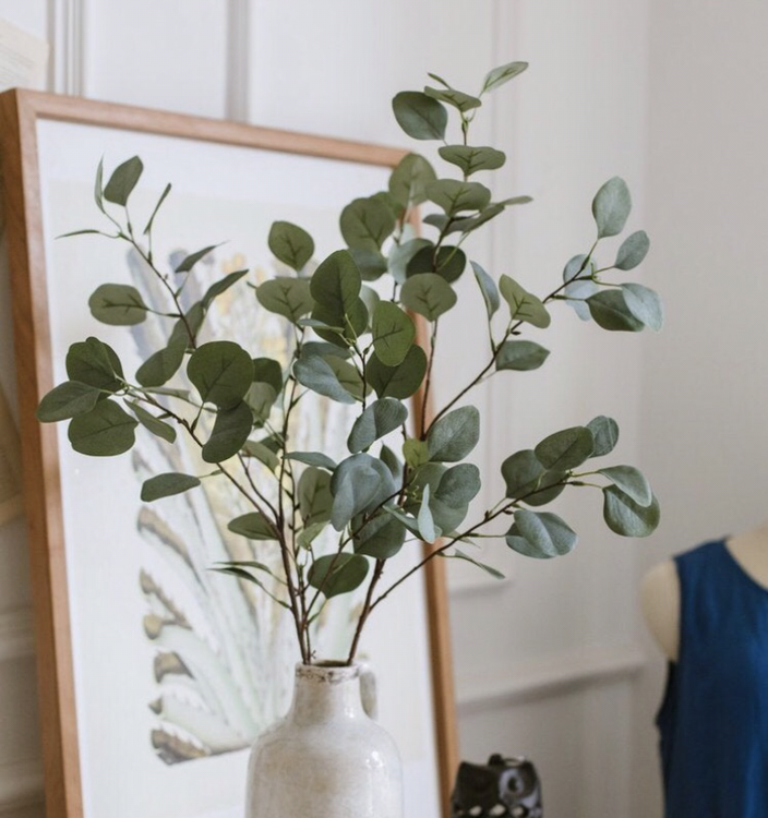 Cider gum plant with round green leaves in a vase, healthy appearance.