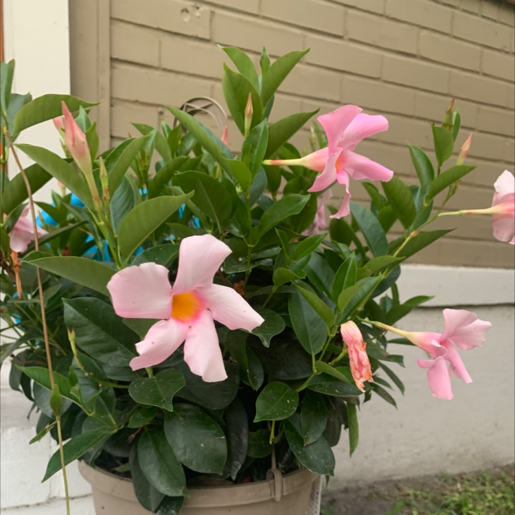 Photo of the plant species Brazilian Jasmine by @Lilyiguess named Aria on Greg, the plant care app