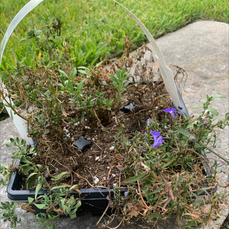 Photo of the plant species Edging Lobelia by @Lilyiguess named Elle on Greg, the plant care app