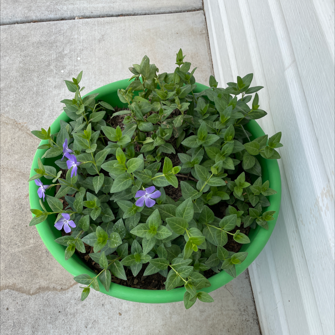 Photo of the plant species Common Periwinkle by Jack named Lesser periwinkle on Greg, the plant care app