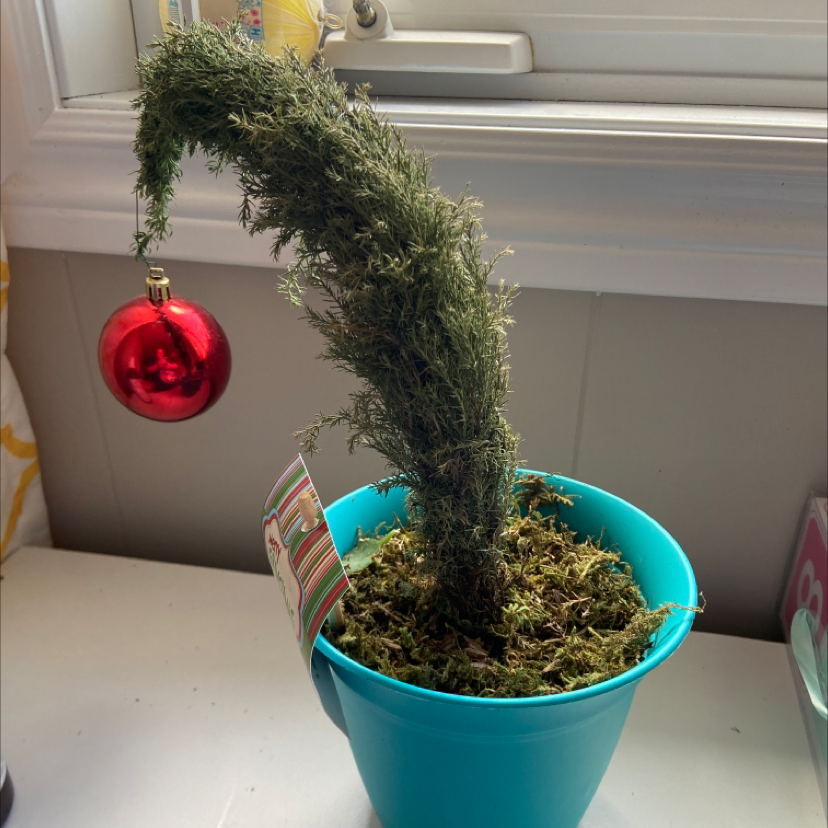 Mediterranean Cypress in a blue pot with a red ornament, covered with moss.