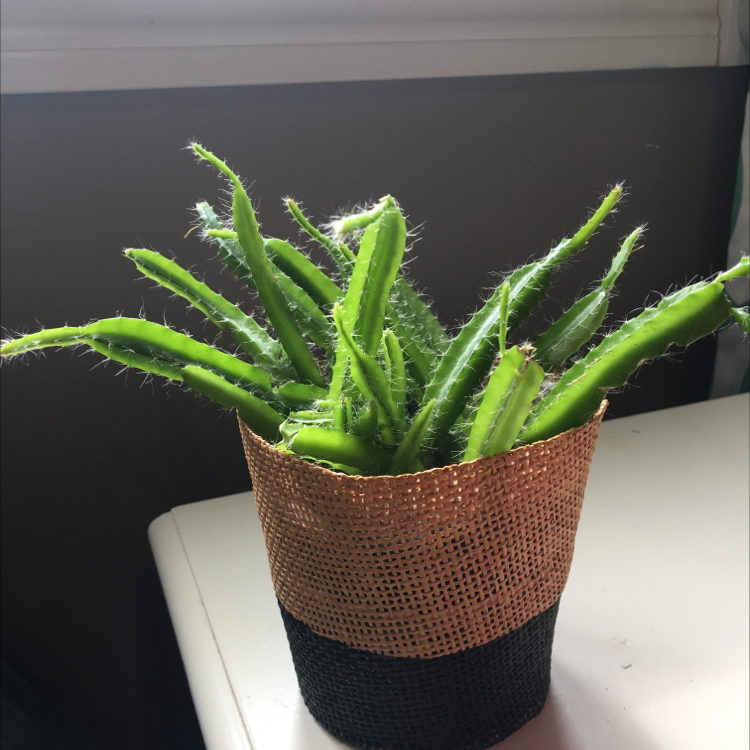 Photo of the plant species Dragonfruit by Jenna named Dwight Kurt Schrute on Greg, the plant care app