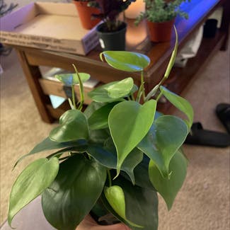 Heartleaf Philodendron plant in Tyler, Texas