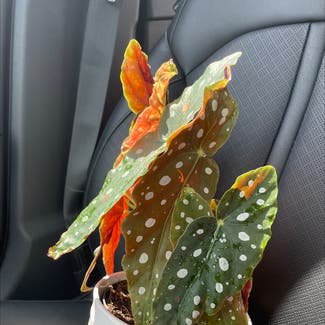 Polka Dot Begonia plant in Tyler, Texas