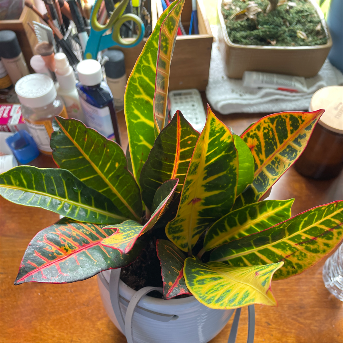 Gold Dust Croton plant photo by @Cat_aholic named Coco on Greg, the plant care app.