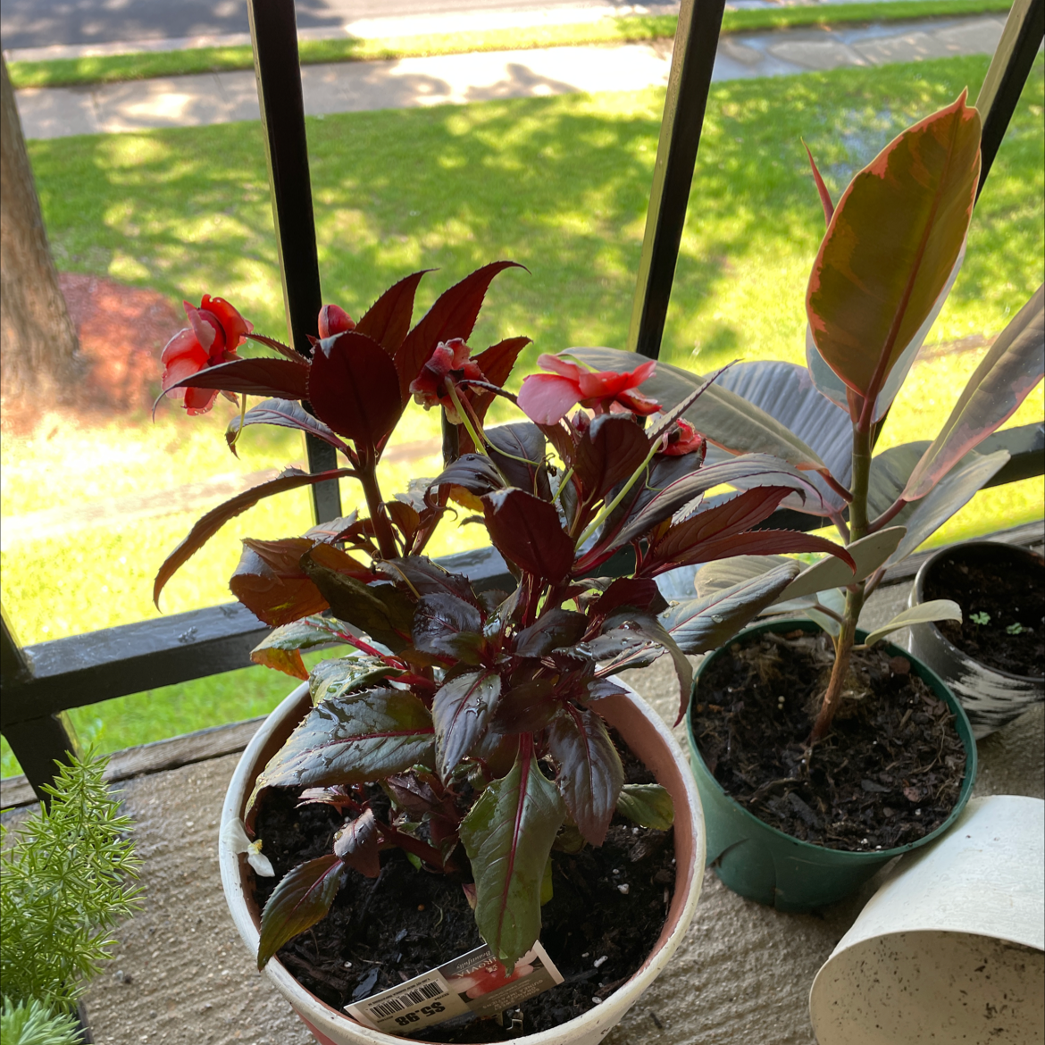 Why Are There Black Spots on My New Guinea Impatiens Leaves?