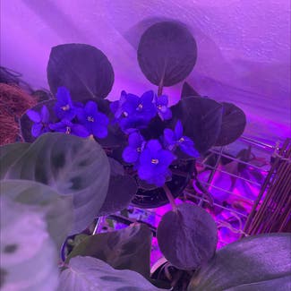 Kenyan Violet plant in Tyler, Texas