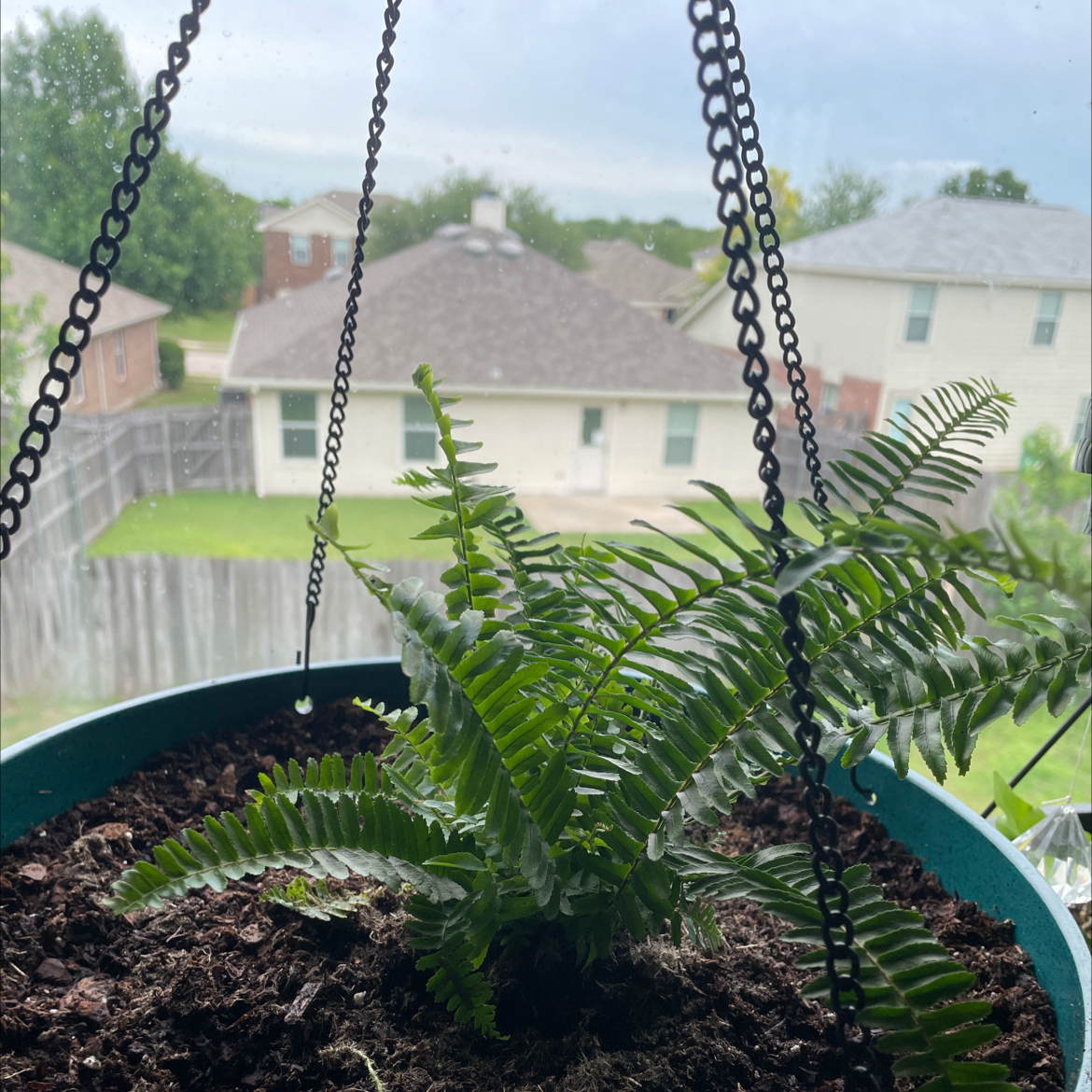 Kimberly Queen Fern in a hanging pot with vibrant green fronds, residential area in the background.