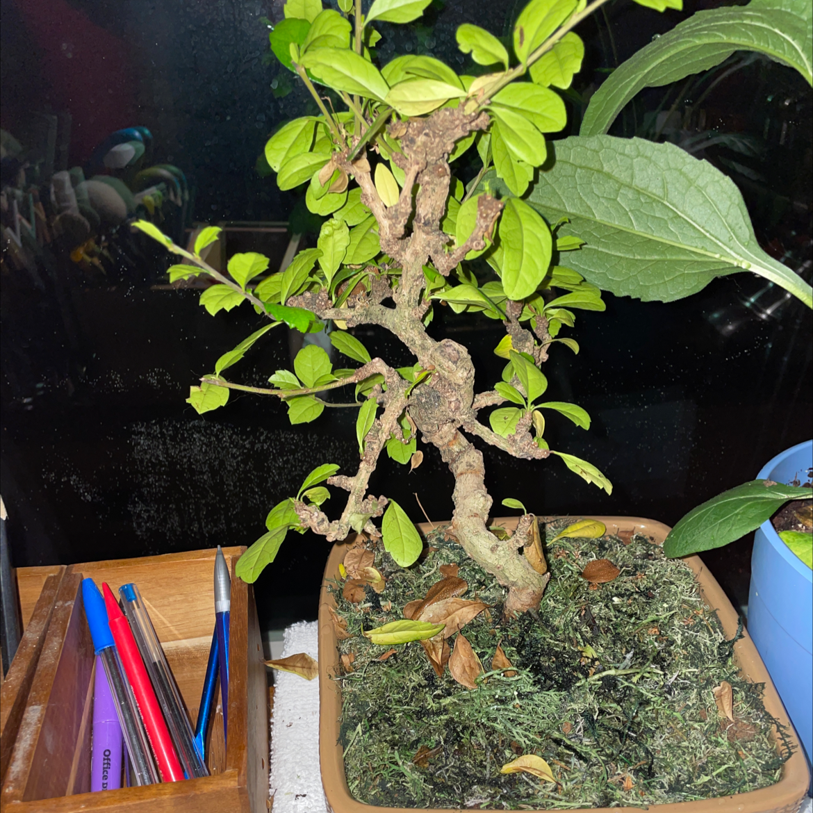 Ficus Ginseng plant photo by @Cat_aholic named Tree Diddy on Greg, the plant care app.
