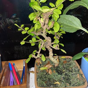 Ficus Ginseng plant photo by Cat_aholic named Tree Diddy on Greg, the plant care app.