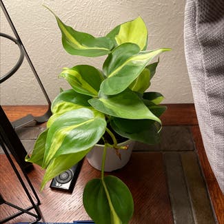 Philodendron 'Brasil' plant in Tyler, Texas
