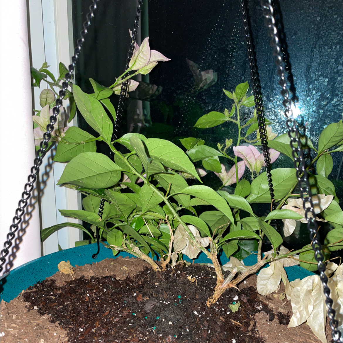 Lesser Bougainvillea plant photo by @Cat_aholic named Athena on Greg, the plant care app.