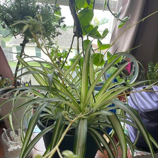 Spider Plant plant in Tyler, Texas