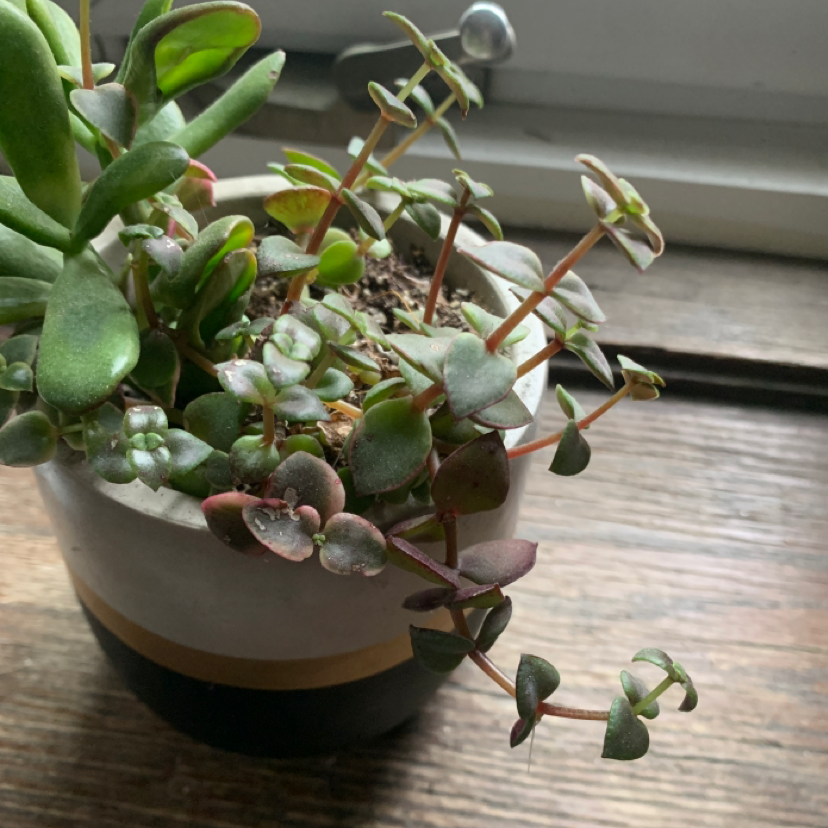 Healthy Crassula Pellucida succulent plant with variegated heart-shaped leaves in a brown pot on a wooden surface.
