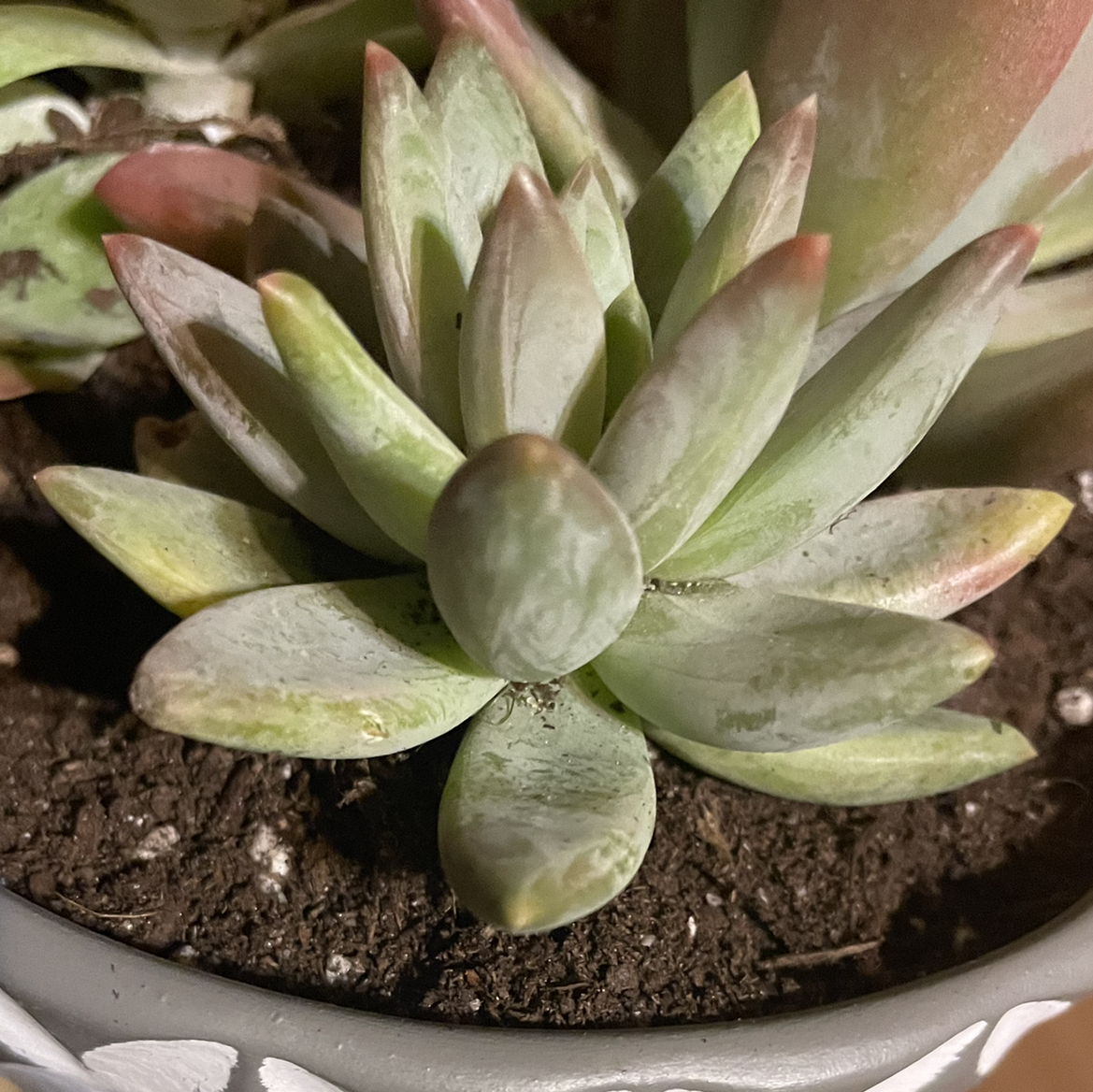 Graptoveria 'Bashful™' succulent with reddish-tipped leaves in a pot with visible soil.