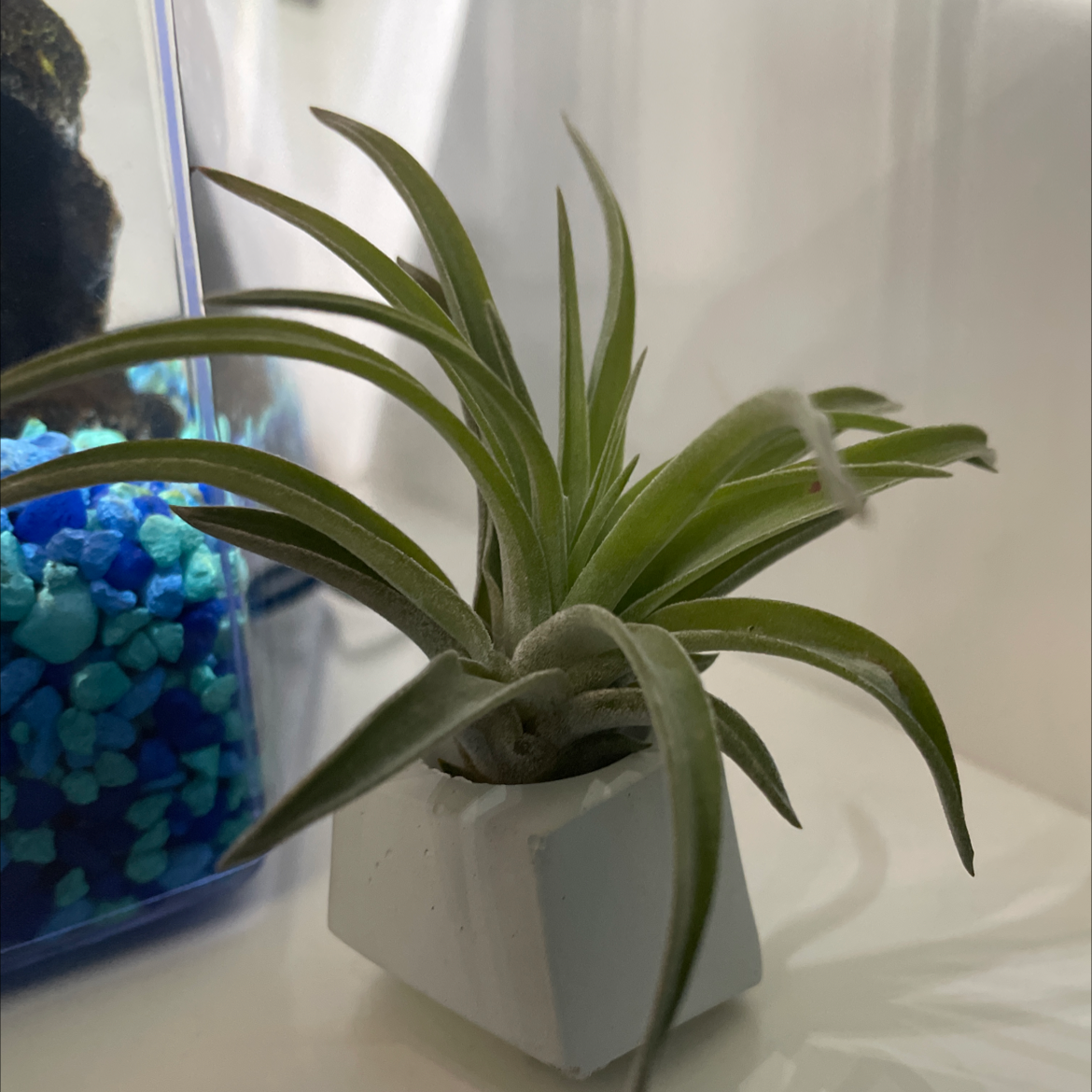 Tillandsia Erubescens plant in a white pot with green leaves, blue stones in the background.