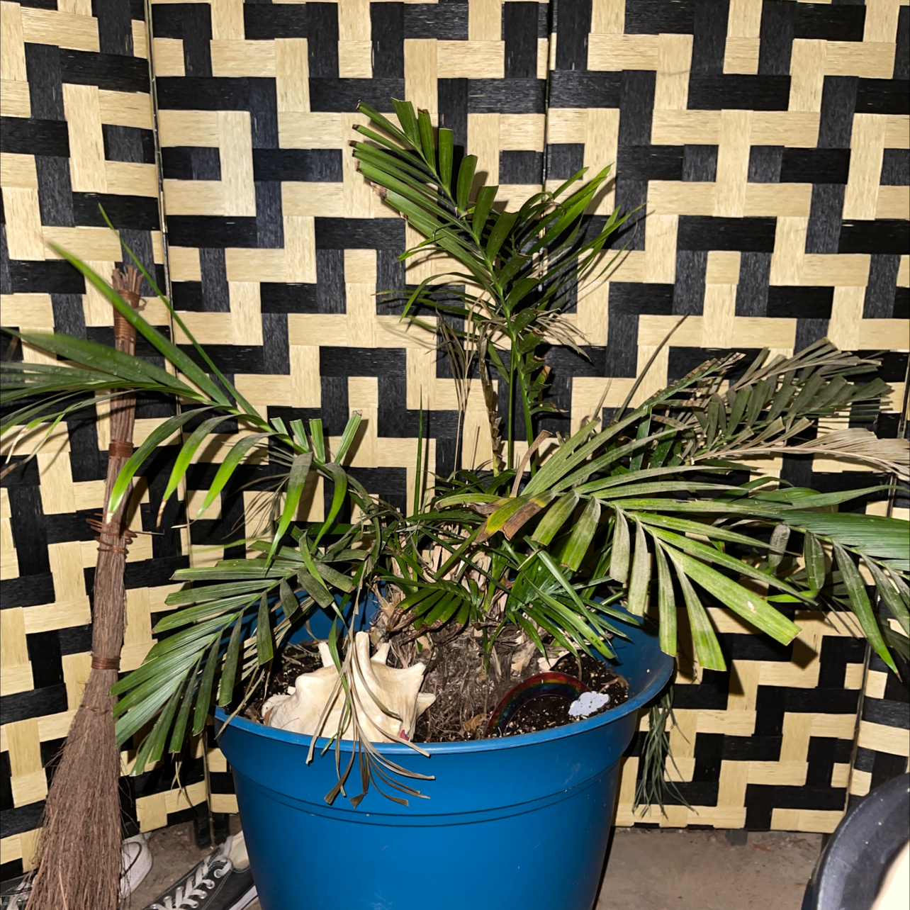 Healthy cat palm in blue pot against geometric background, lush green leaves, no discoloration, soil surface visible.