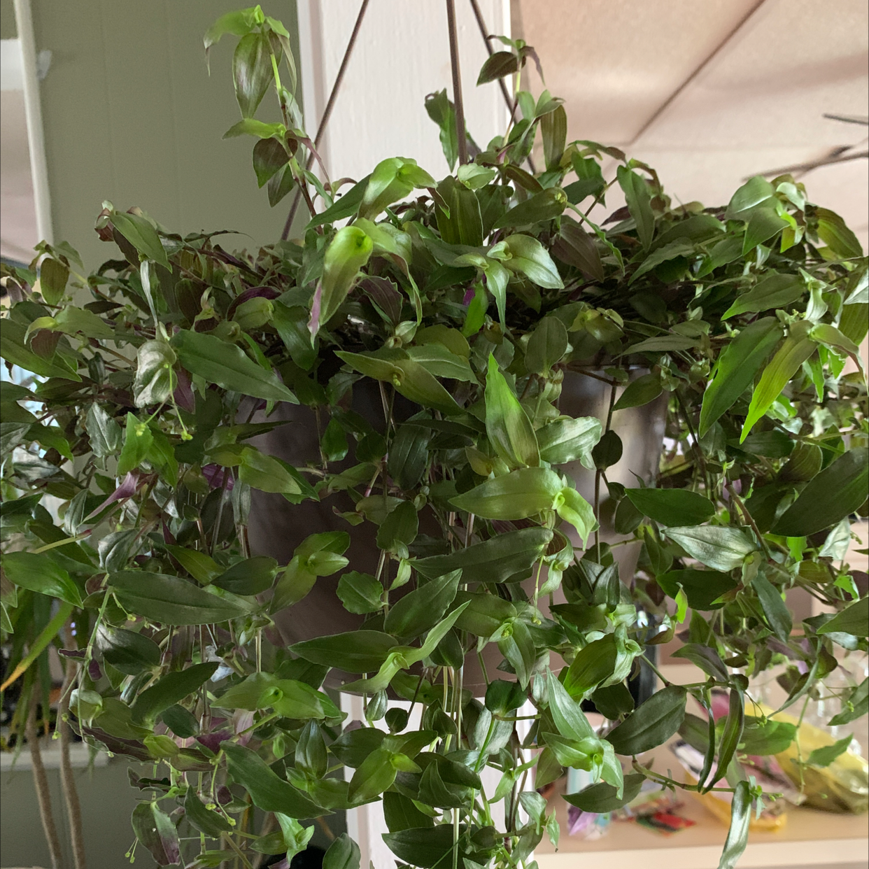 Tahitian Bridal Veil Plant Care Water Sunlight And Nutrients