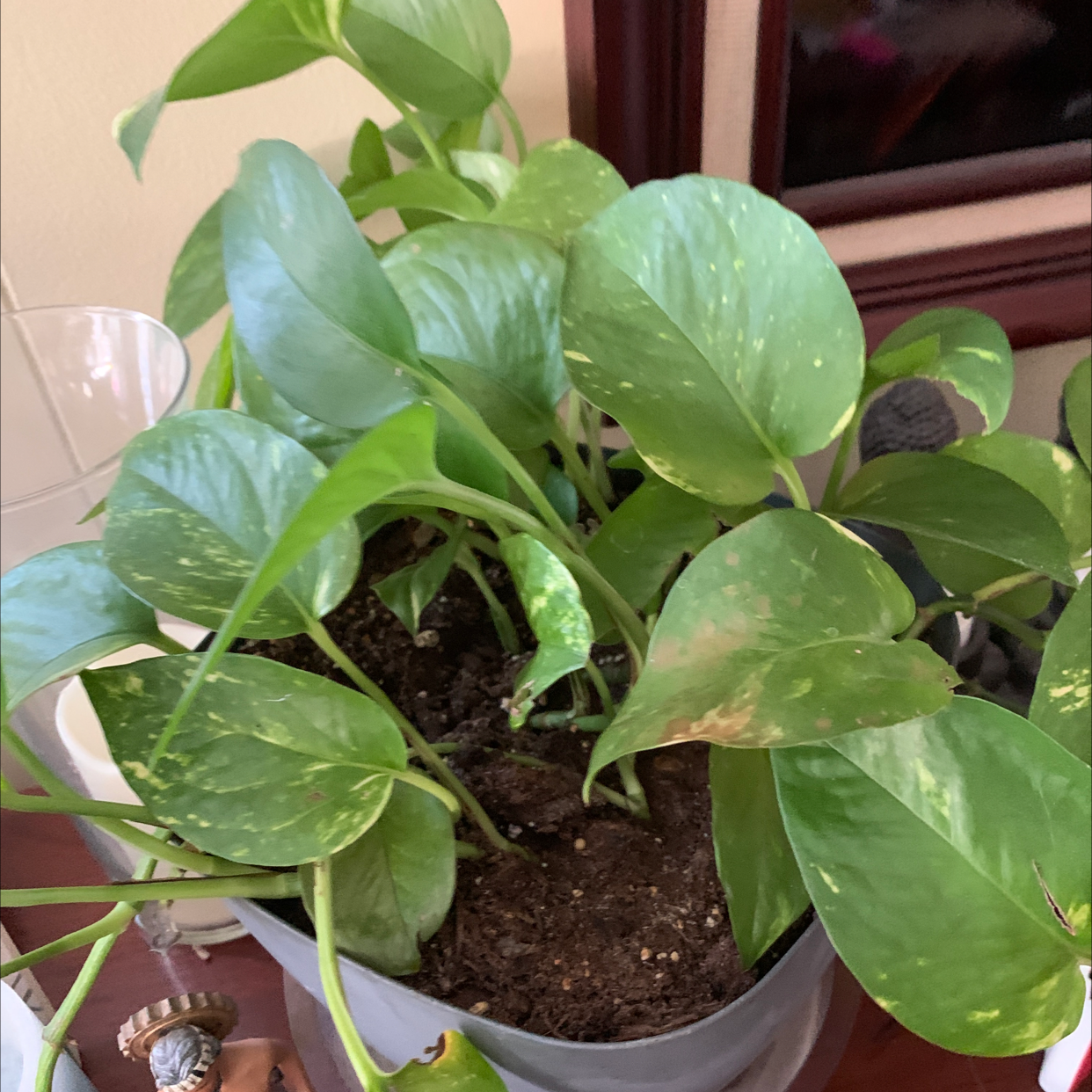 Taro Vine plant photo by @Shari0122 named Your plant on Greg, the plant care app.