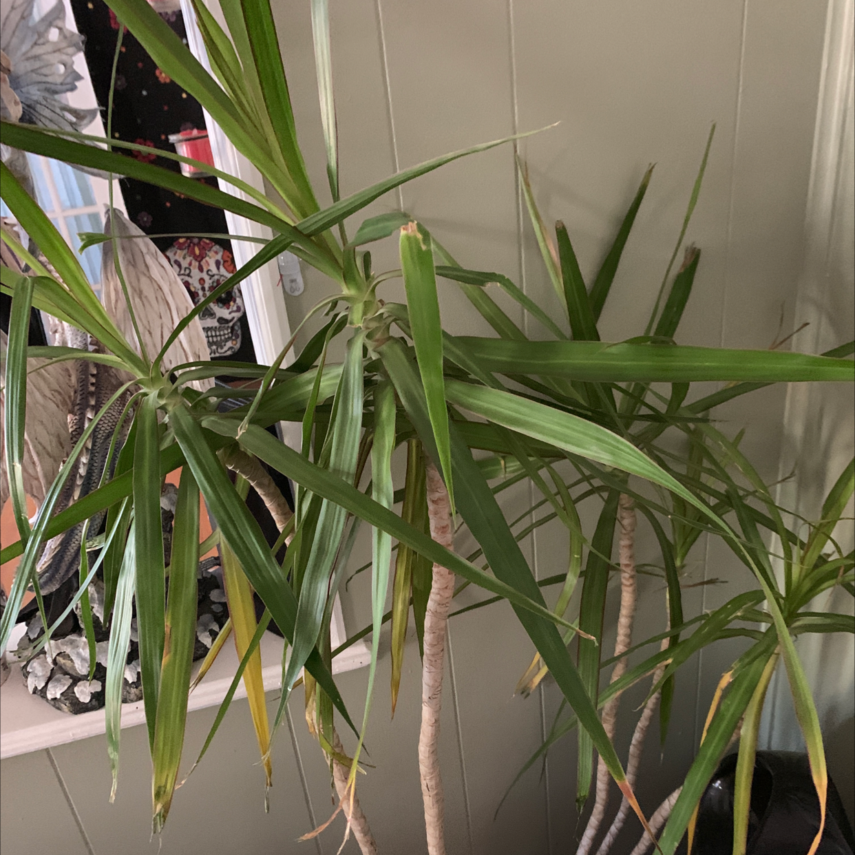 Dragon Tree plant photo by @Shari0122 named Your plant on Greg, the plant care app.