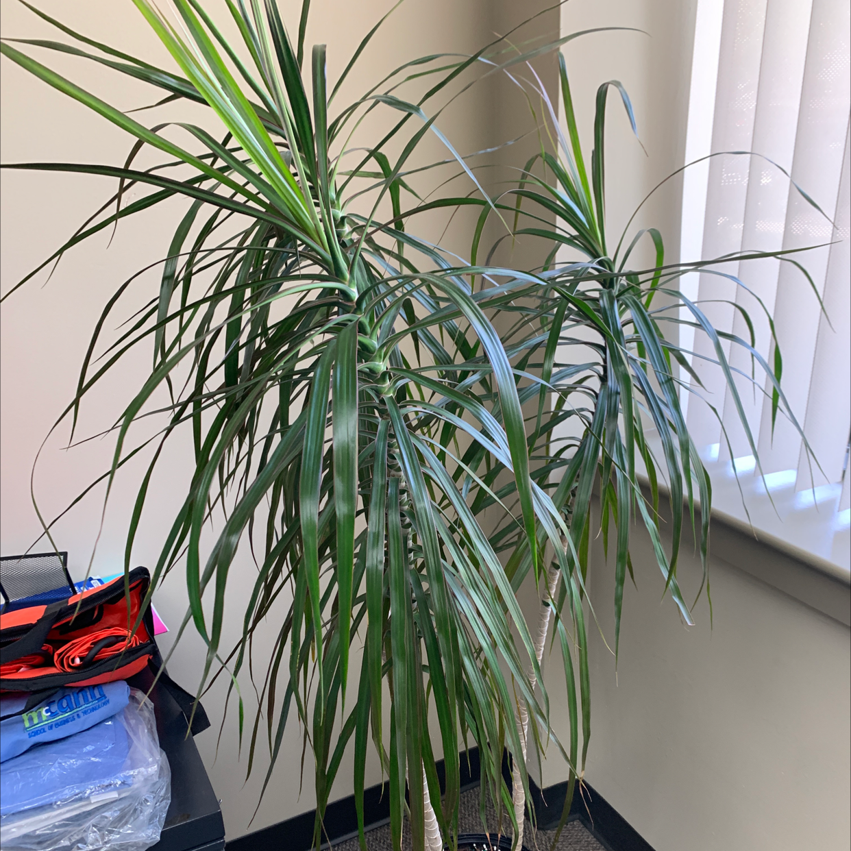 Dragon Tree plant photo by @Shari0122 named Your plant on Greg, the plant care app.