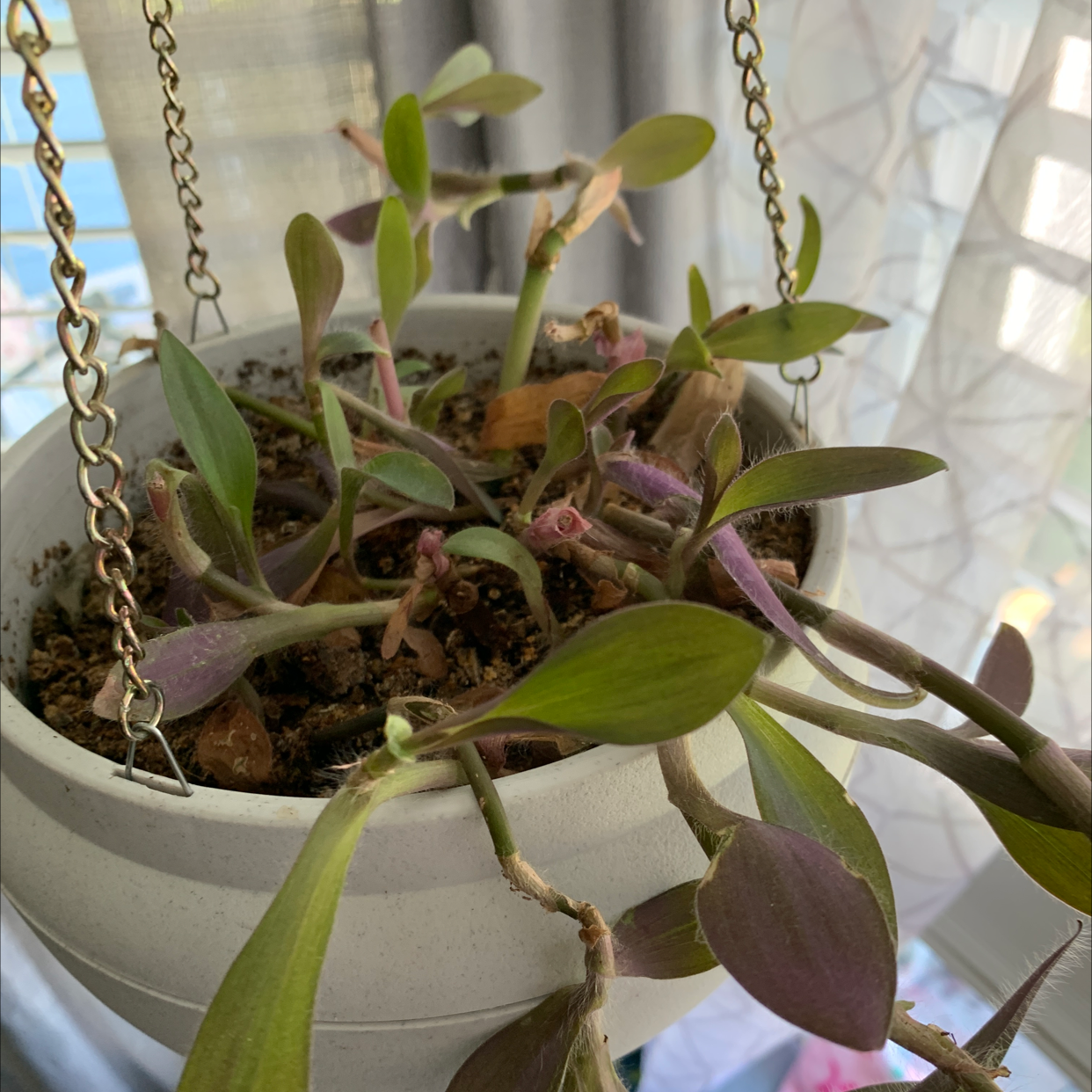 Purple Heart plant photo by @Shari0122 named Your plant on Greg, the plant care app.