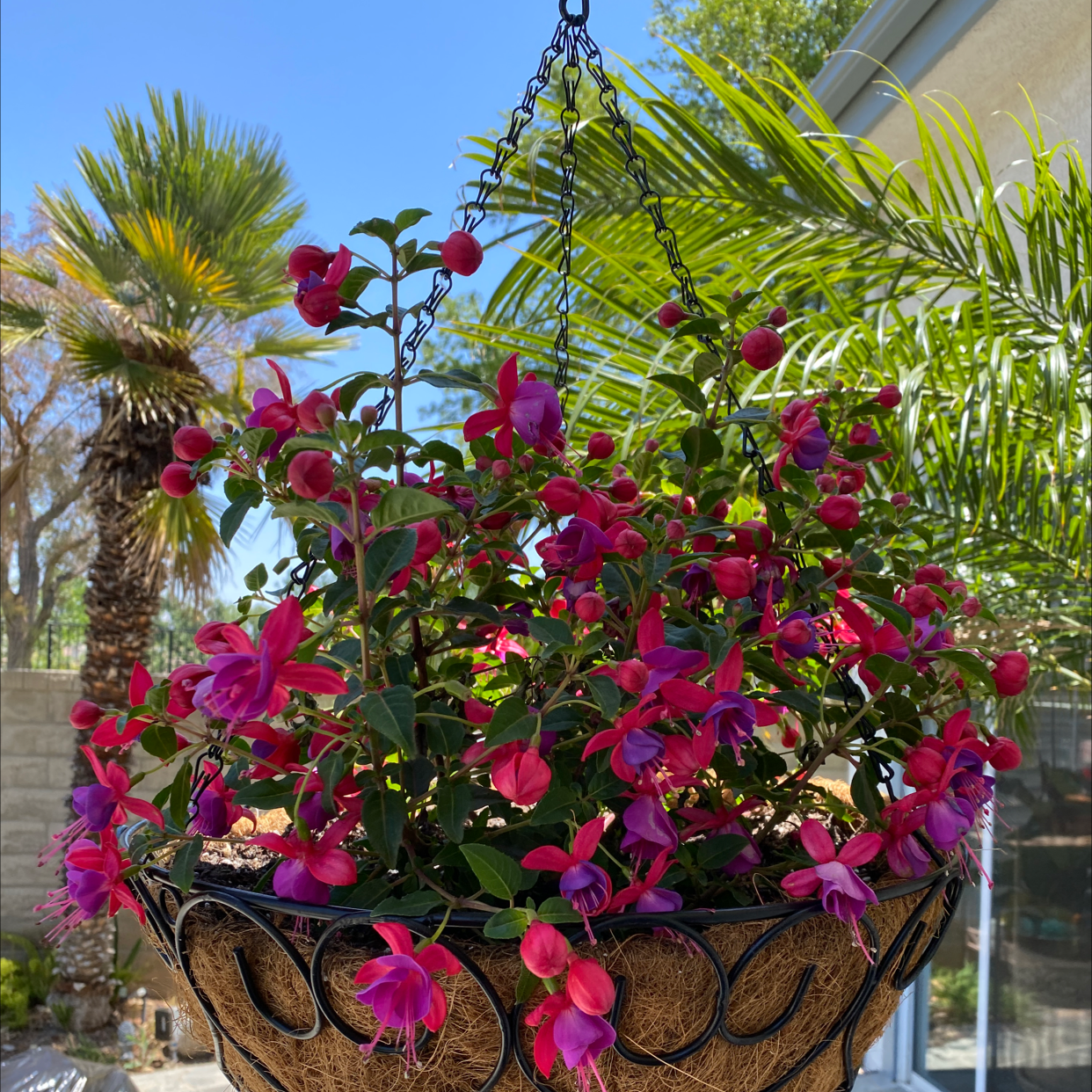 Hanging basket with a flowering plant, likely Fuchsia, with vibrant pink and purple flowers.