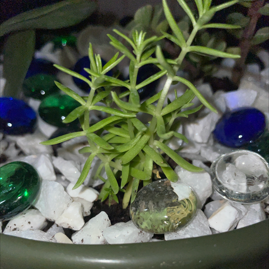 A healthy Carpet Sedum plant in a pot with decorative stones.