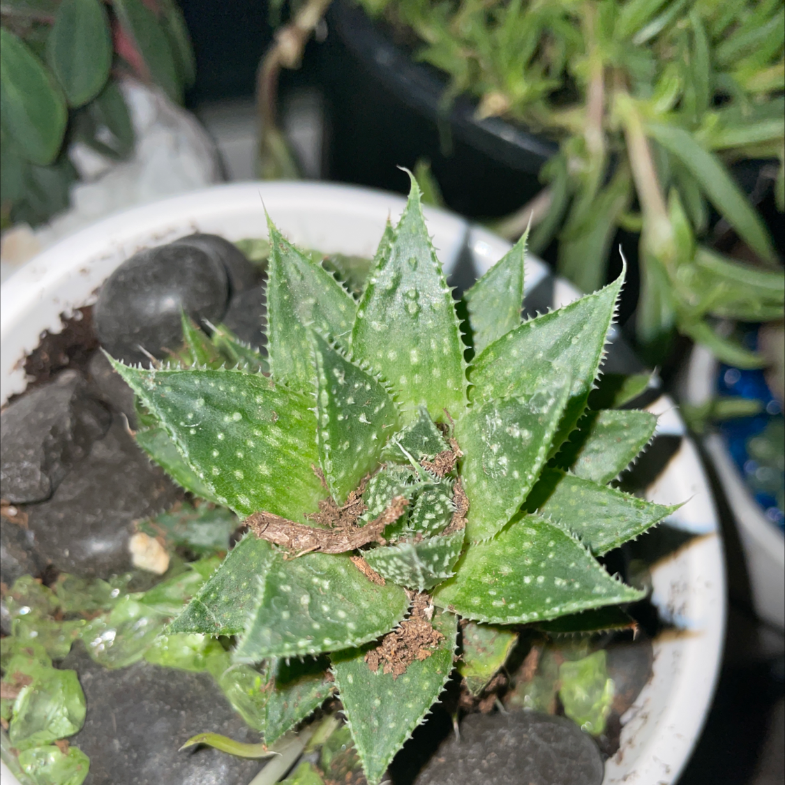 Photo of the plant species Knoppies Gasteria by @Tshrdn named Tree Diddy on Greg, the plant care app