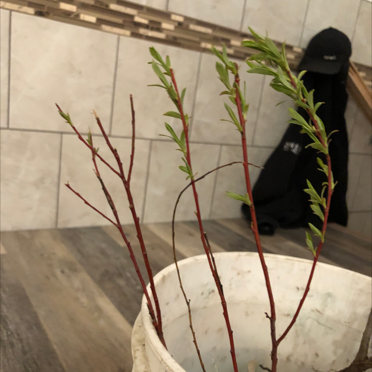 Photo of the plant species Spirea by Kayla named Your plant on Greg, the plant care app